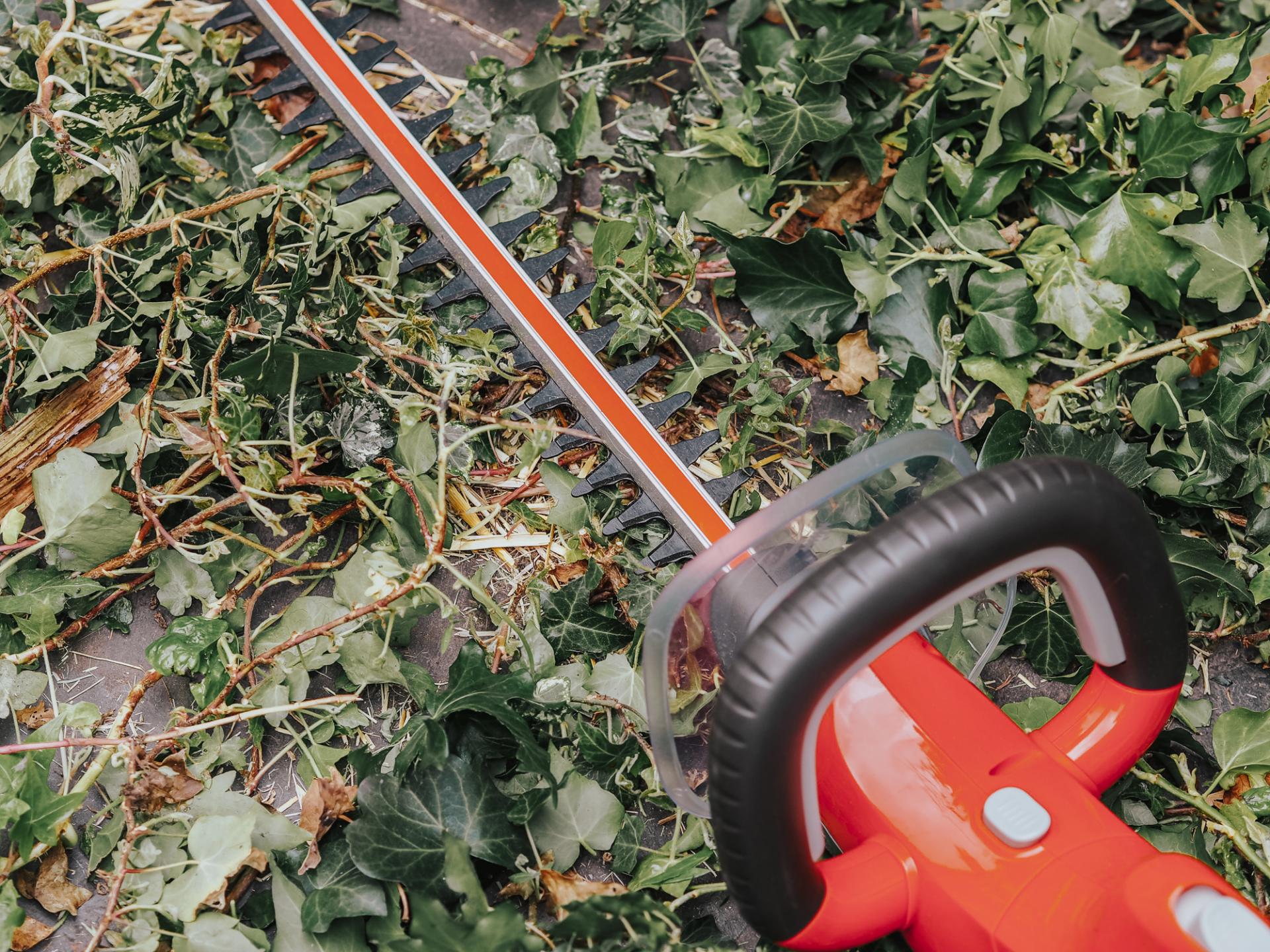 Flymo hedge trimmer review from blogger Bunnipunch